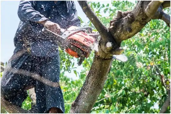 tree services Combined Locks